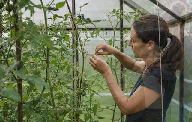 Person bindet junge Tomatentriebe in einem privaten Gewächshaus vorsichtig an; Thema Schnittlauch, Schwerpunkt Aussaat; Ausgangslage.