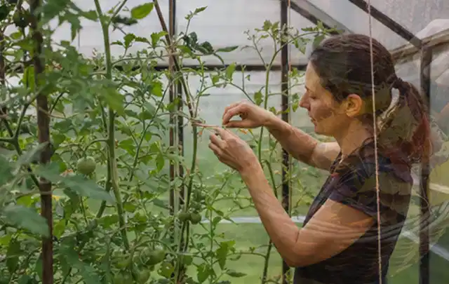 Person bindet junge Tomatentriebe in einem privaten Gewächshaus vorsichtig an; Thema Schnittlauch, Schwerpunkt Balkongarten; Ausgangslage.