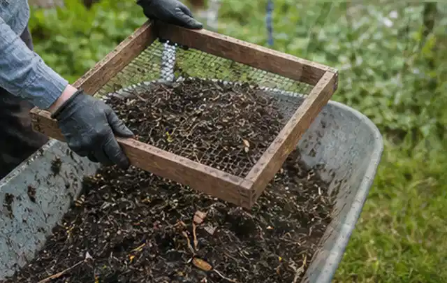 Behandschuhte Hände sieben reifen Kompost über einer Gartenschubkarre; Thema Schnittlauch, Schwerpunkt Boden; Praxisalltag.