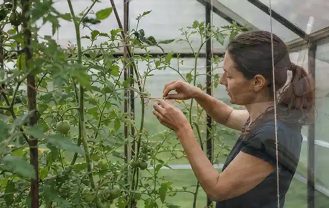 Person bindet junge Tomatentriebe in einem privaten Gewächshaus vorsichtig an; Thema Schnittlauch, Schwerpunkt Einsteigerwissen; Ausgangslage.