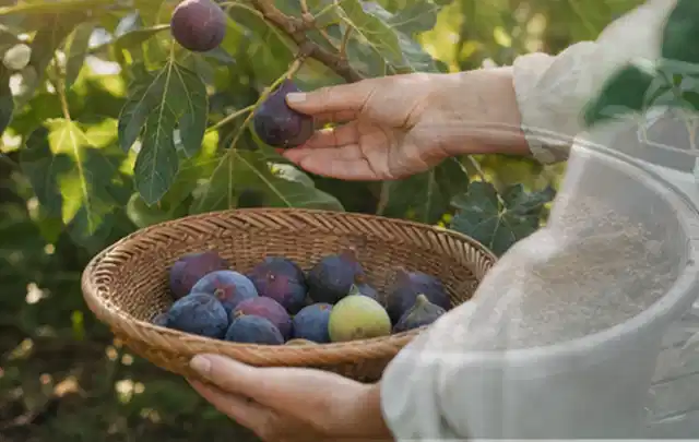 Hand pflückt eine reife Feige über einem flachen Korb mit Früchten; Thema Schnittlauch, Schwerpunkt Einsteigerwissen; Umsetzung.
