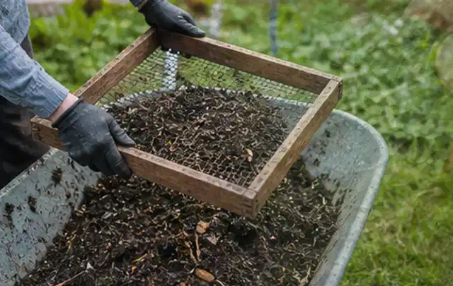 Behandschuhte Hände sieben reifen Kompost über einer Gartenschubkarre; Thema Schnittlauch, Schwerpunkt Ernte; Kontrolle.