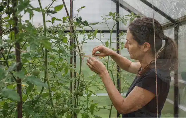 Person bindet junge Tomatentriebe in einem privaten Gewächshaus vorsichtig an; Thema Schnittlauch, Schwerpunkt Ernte; Ergebnis.
