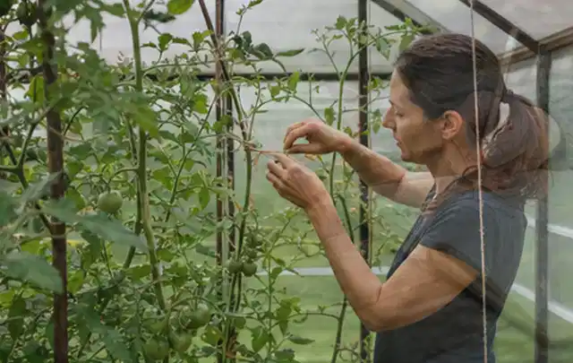 Person bindet junge Tomatentriebe in einem privaten Gewächshaus vorsichtig an; Thema Schnittlauch, Schwerpunkt Ernteprobleme; Ausgangslage.