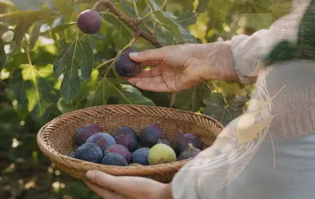 Hand pflückt eine reife Feige über einem flachen Korb mit Früchten; Thema Schnittlauch, Schwerpunkt Ernteprobleme; Kontrolle.