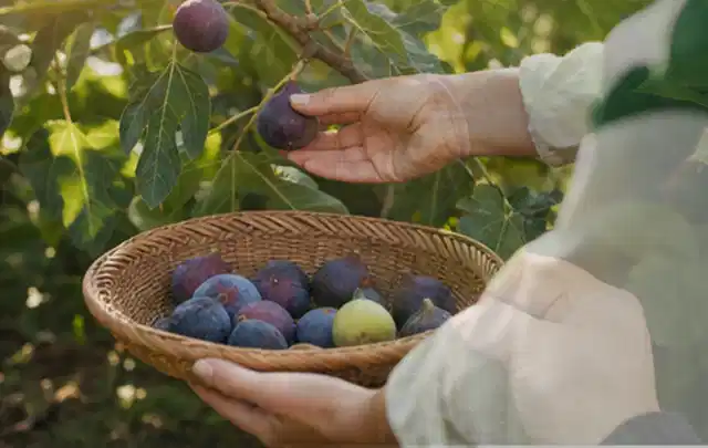 Hand pflückt eine reife Feige über einem flachen Korb mit Früchten; Thema Schnittlauch, Schwerpunkt Fehlerhilfe; Ausgangslage.