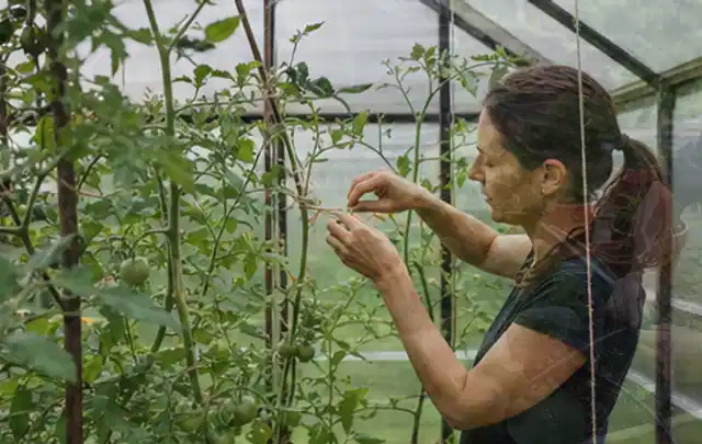 Person bindet junge Tomatentriebe in einem privaten Gewächshaus vorsichtig an; Thema Schnittlauch, Schwerpunkt Gesundheit; Ausgangslage.