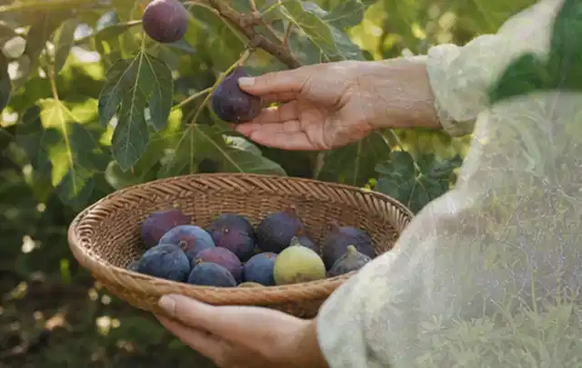 Hand pflückt eine reife Feige über einem flachen Korb mit Früchten; Thema Schnittlauch, Schwerpunkt Gesundheit; Praxisalltag.