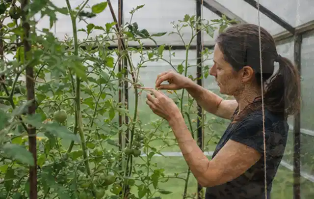 Person bindet junge Tomatentriebe in einem privaten Gewächshaus vorsichtig an; Thema Schnittlauch, Schwerpunkt Gewächshaus; Kontrolle.