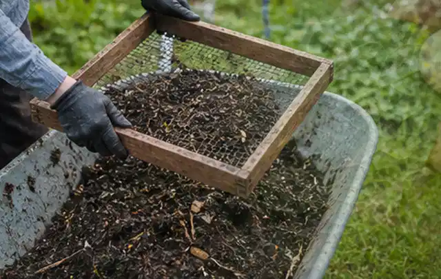 Behandschuhte Hände sieben reifen Kompost über einer Gartenschubkarre; Thema Schnittlauch, Schwerpunkt Nährstoffe; Ergebnis.