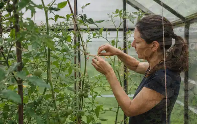 Person bindet junge Tomatentriebe in einem privaten Gewächshaus vorsichtig an; Thema Schnittlauch, Schwerpunkt Pflanzung; Praxisalltag.