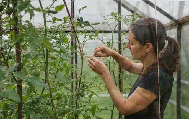 Person bindet junge Tomatentriebe in einem privaten Gewächshaus vorsichtig an; Thema Schnittlauch, Schwerpunkt Saisonkalender; Ergebnis.