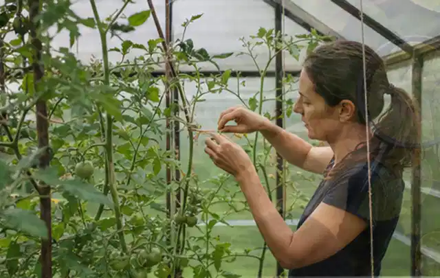 Person bindet junge Tomatentriebe in einem privaten Gewächshaus vorsichtig an; Thema Schnittlauch, Schwerpunkt Sortenwahl; Ausgangslage.