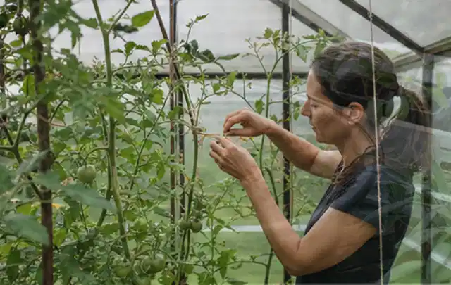 Person bindet junge Tomatentriebe in einem privaten Gewächshaus vorsichtig an; Thema Schnittlauch, Schwerpunkt Standort; Umsetzung.