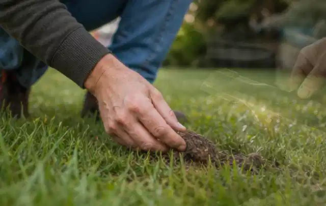 Hand hebt eine kleine Bodenprobe aus einer grünen Rasenfläche; Thema Segway Navimow, Schwerpunkt Kosten; Praxisalltag.