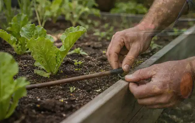 Hände befestigen einen Tropfschlauch nahe an jungen Pflanzen im Hochbeet; Thema Smart Garden Bewässerung, Schwerpunkt Anwendung; Ausgangslage.