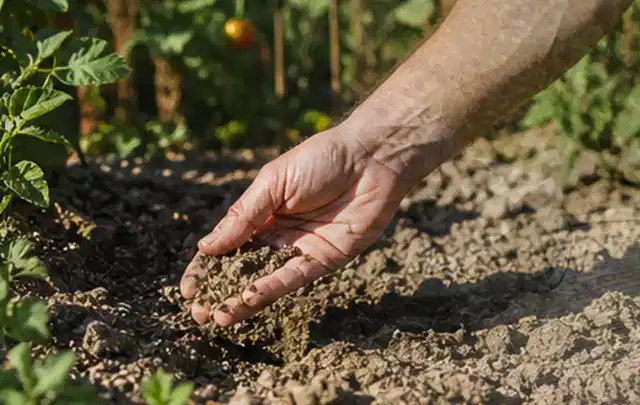 Hand prüft trockene krümelige Gartenerde während einer warmen Sommerphase; Thema Smart Garden Bewässerung, Schwerpunkt Anwendung; Ergebnis.