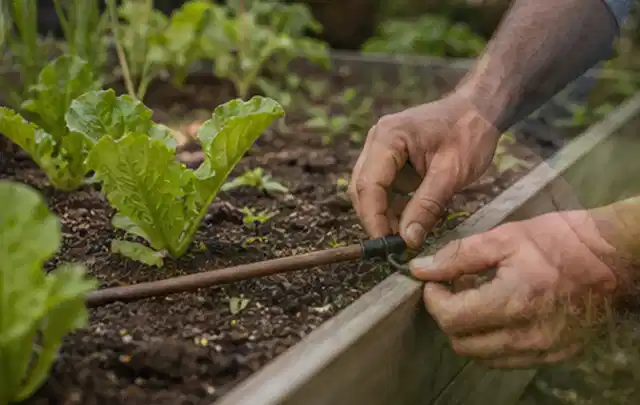 Hände befestigen einen Tropfschlauch nahe an jungen Pflanzen im Hochbeet; Thema Smart Garden Bewässerung, Schwerpunkt Bestenliste; Umsetzung.