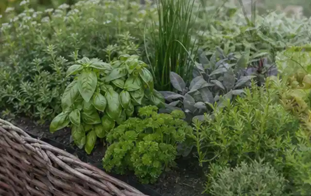 Dichtes Hochbeet mit Basilikum Schnittlauch Petersilie Salbei und weiteren Küchenkräutern; Thema Smart Garden Bewässerung, Schwerpunkt Bewässerung;…