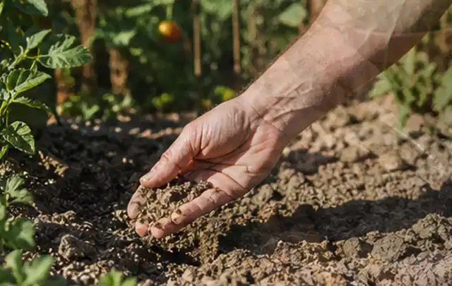 Hand prüft trockene krümelige Gartenerde während einer warmen Sommerphase; Thema Smart Garden Bewässerung, Schwerpunkt Ersatzteile; Umsetzung.