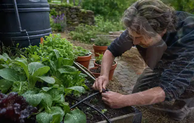 Person stellt die Bewässerung an einem bepflanzten Hochbeet ein; Thema Smart Garden Bewässerung, Schwerpunkt Gärten mit großer Fläche; Ergebnis.