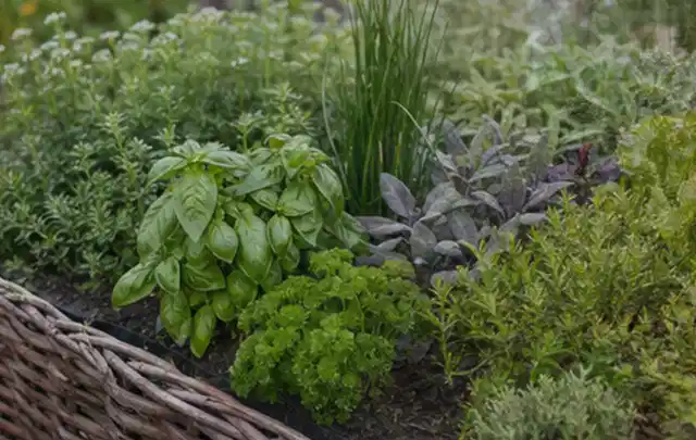 Dichtes Hochbeet mit Basilikum Schnittlauch Petersilie Salbei und weiteren Küchenkräutern; Thema Smart Garden Bewässerung, Schwerpunkt Gärten mit großer…
