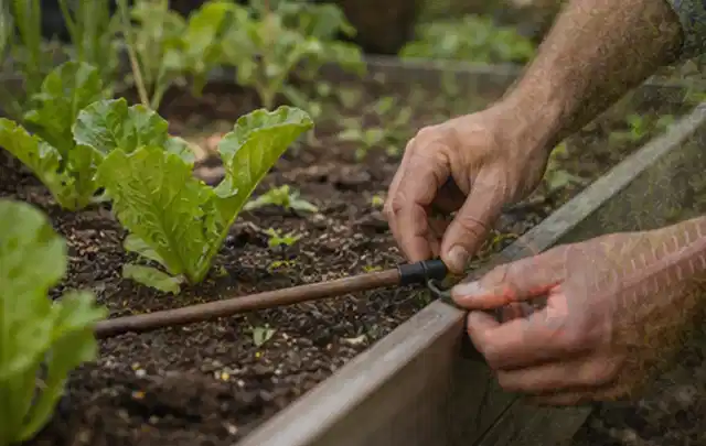 Hände befestigen einen Tropfschlauch nahe an jungen Pflanzen im Hochbeet; Thema Smart Garden Bewässerung, Schwerpunkt Kaufberatung; Ergebnis.