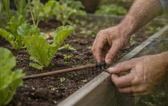 Hände befestigen einen Tropfschlauch nahe an jungen Pflanzen im Hochbeet; Thema Smart Garden Bewässerung, Schwerpunkt Kosten; Ausgangslage.