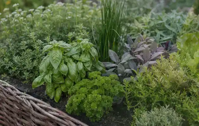 Dichtes Hochbeet mit Basilikum Schnittlauch Petersilie Salbei und weiteren Küchenkräutern; Thema Smart Garden Bewässerung, Schwerpunkt Kosten; Umsetzung.