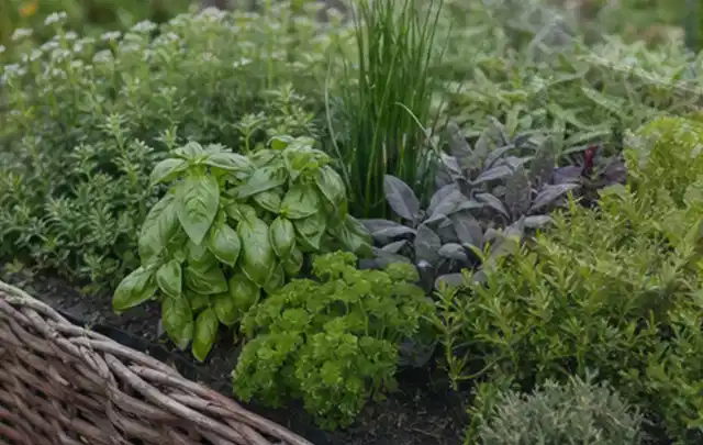 Dichtes Hochbeet mit Basilikum Schnittlauch Petersilie Salbei und weiteren Küchenkräutern; Thema Smart Garden Bewässerung, Schwerpunkt Leistung;…