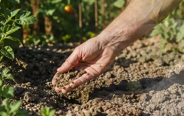 Hand prüft trockene krümelige Gartenerde während einer warmen Sommerphase; Thema Smart Garden Bewässerung, Schwerpunkt Leistung; Ergebnis.