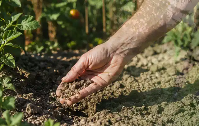 Hand prüft trockene krümelige Gartenerde während einer warmen Sommerphase; Thema Smart Garden Bewässerung, Schwerpunkt Nachhaltigkeit; Kontrolle.