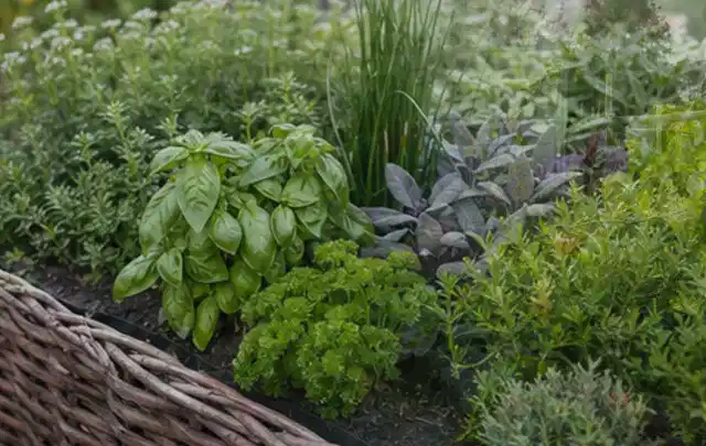 Dichtes Hochbeet mit Basilikum Schnittlauch Petersilie Salbei und weiteren Küchenkräutern; Thema Smart Garden, Schwerpunkt Bewässerung; Umsetzung.