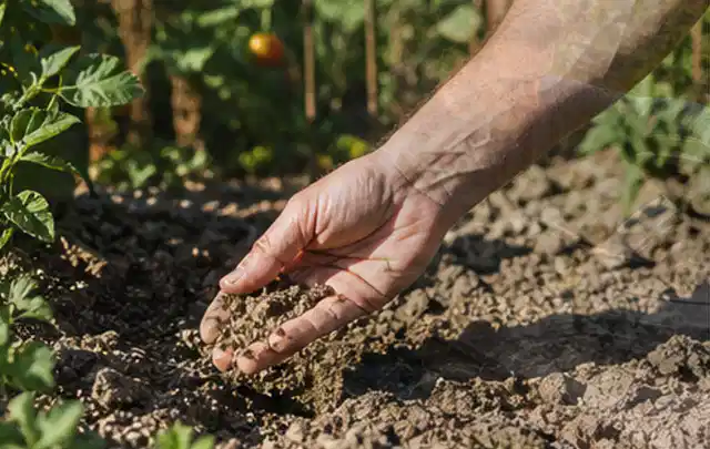 Hand prüft trockene krümelige Gartenerde während einer warmen Sommerphase; Thema Smart Garden Bewässerung, Schwerpunkt Reinigung; Ergebnis.