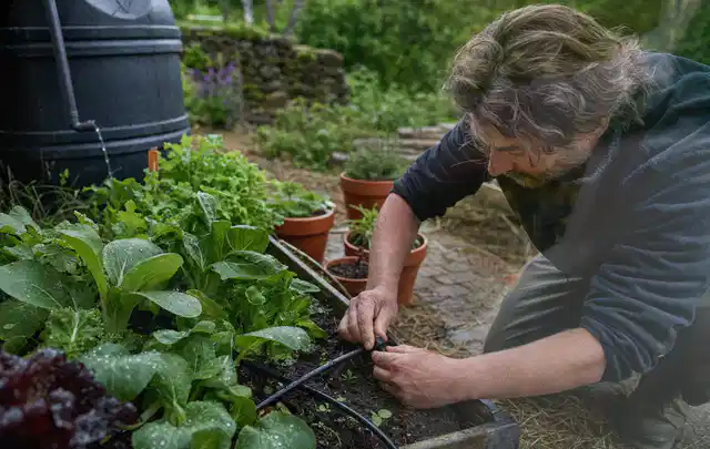 Person stellt die Bewässerung an einem bepflanzten Hochbeet ein; Thema Smart Garden Bewässerung, Schwerpunkt Reparatur; Kontrolle.