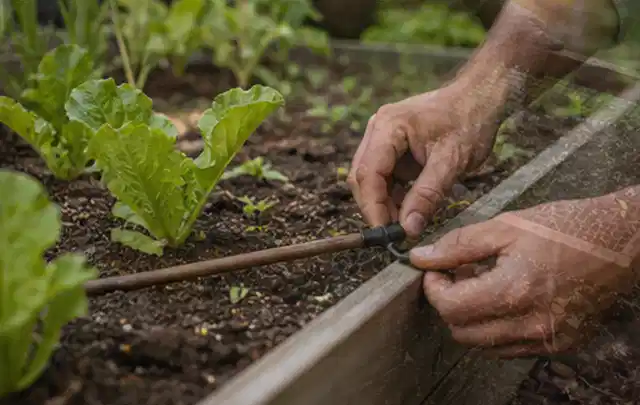 Hände befestigen einen Tropfschlauch nahe an jungen Pflanzen im Hochbeet; Thema Smart Garden Bewässerung, Schwerpunkt Reparatur; Ergebnis.