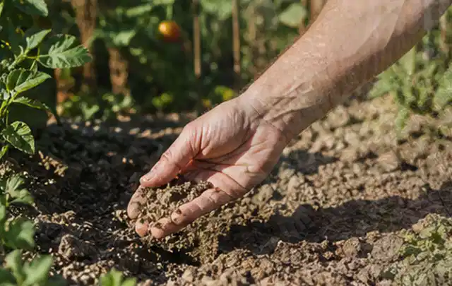 Hand prüft trockene krümelige Gartenerde während einer warmen Sommerphase; Thema Smart Garden Bewässerung, Schwerpunkt Sicherheit; Ausgangslage.