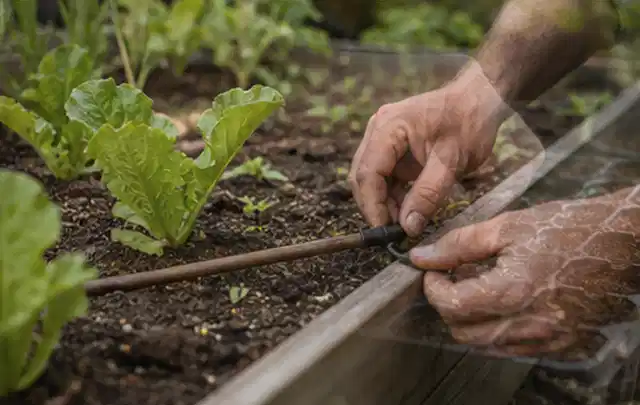 Hände befestigen einen Tropfschlauch nahe an jungen Pflanzen im Hochbeet; Thema Smart Garden Bewässerung, Schwerpunkt Sicherheit; Ergebnis.