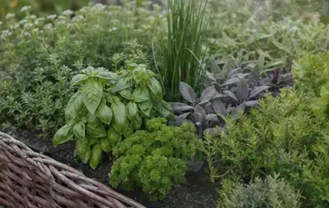 Dichtes Hochbeet mit Basilikum Schnittlauch Petersilie Salbei und weiteren Küchenkräutern; Thema Smart Garden Bewässerung, Schwerpunkt Vergleich;…