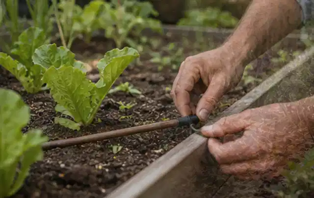 Hände befestigen einen Tropfschlauch nahe an jungen Pflanzen im Hochbeet; Thema Smart Garden Bewässerung, Schwerpunkt Vergleich; Praxisalltag.