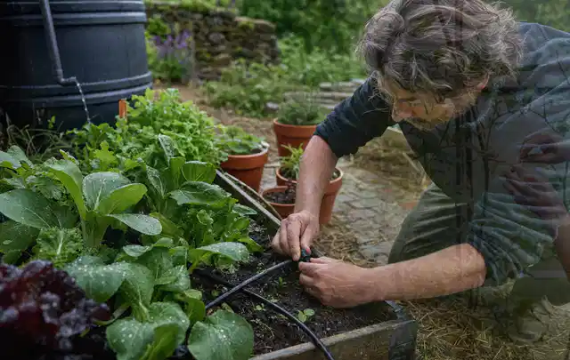 Person stellt die Bewässerung an einem bepflanzten Hochbeet ein; Thema Smart Garden Bewässerung, Schwerpunkt Wartung; Kontrolle.