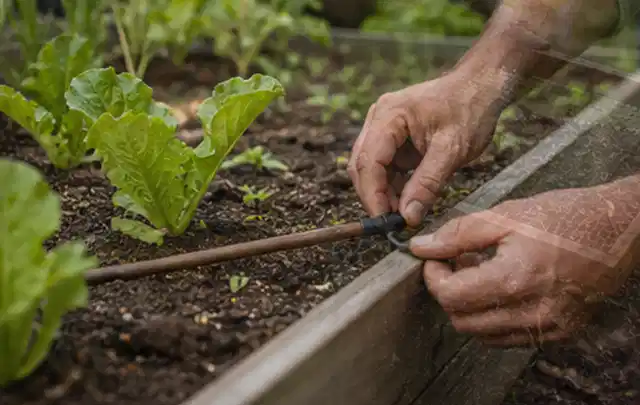 Hände befestigen einen Tropfschlauch nahe an jungen Pflanzen im Hochbeet; Thema Smart Garden Bewässerung, Schwerpunkt Wartung; Ergebnis.