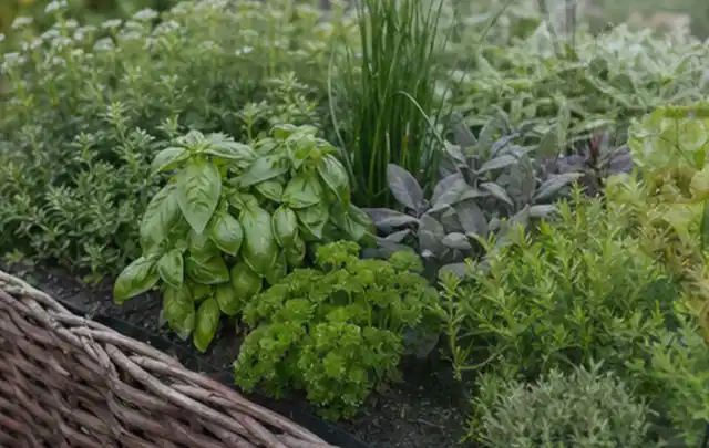Dichtes Hochbeet mit Basilikum Schnittlauch Petersilie Salbei und weiteren Küchenkräutern; Thema Smart Garden Bewässerung, Schwerpunkt Winterlager;…