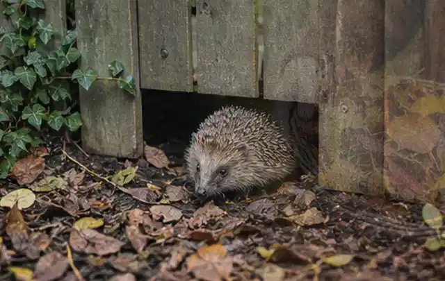 Igel nutzt einen bodennahen Durchgang unter einem hölzernen Gartenzaun; Thema Smoker, Schwerpunkt Anwendung; Umsetzung.