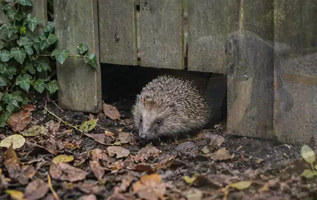Igel nutzt einen bodennahen Durchgang unter einem hölzernen Gartenzaun; Thema Smoker, Schwerpunkt Bestenliste; Ergebnis.