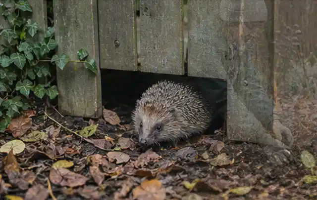 Igel nutzt einen bodennahen Durchgang unter einem hölzernen Gartenzaun; Thema Smoker, Schwerpunkt Dimensionierung; Ergebnis.