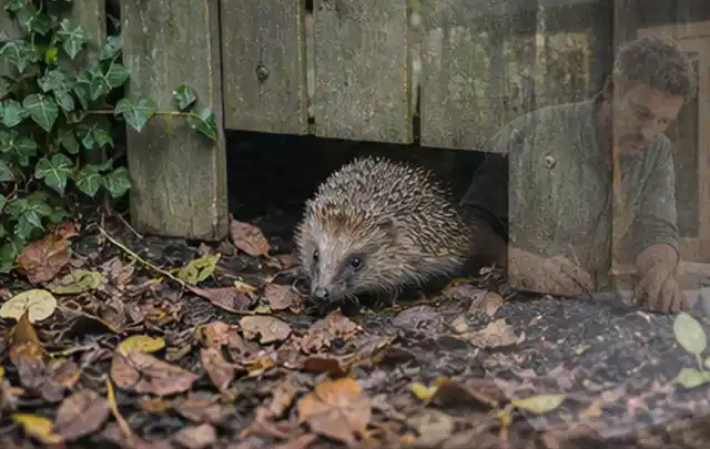 Igel nutzt einen bodennahen Durchgang unter einem hölzernen Gartenzaun; Thema Smoker, Schwerpunkt Fehlerhilfe; Kontrolle.