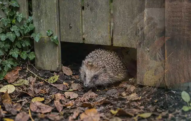 Igel nutzt einen bodennahen Durchgang unter einem hölzernen Gartenzaun; Thema Smoker, Schwerpunkt Gärten mit kleiner Fläche; Praxisalltag.