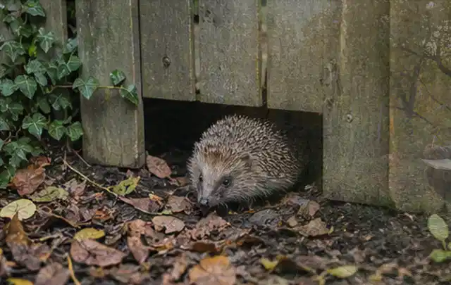 Igel nutzt einen bodennahen Durchgang unter einem hölzernen Gartenzaun; Thema Smoker, Schwerpunkt Leistung; Ergebnis.