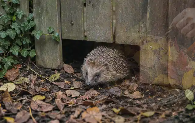Igel nutzt einen bodennahen Durchgang unter einem hölzernen Gartenzaun; Thema Smoker, Schwerpunkt Outdoor Freizeit; Ergebnis.